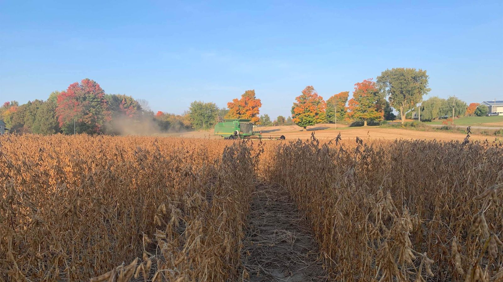Harvex agricultural machinery working on crop with blue sky in the background