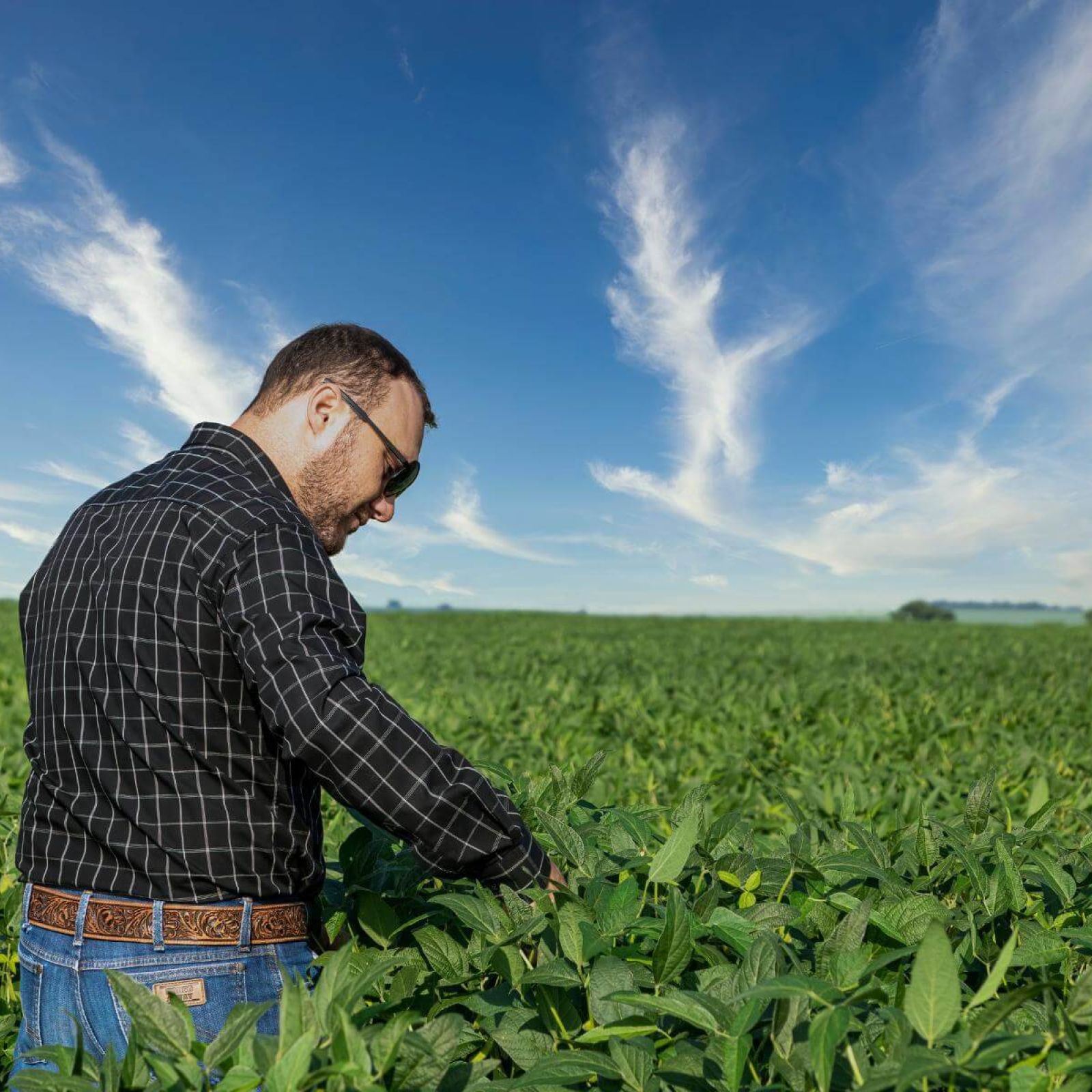 Harvex agronomist support in the field