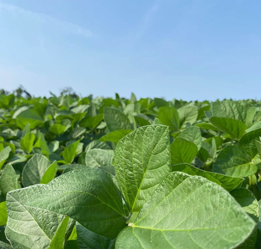 Harvex soybean field