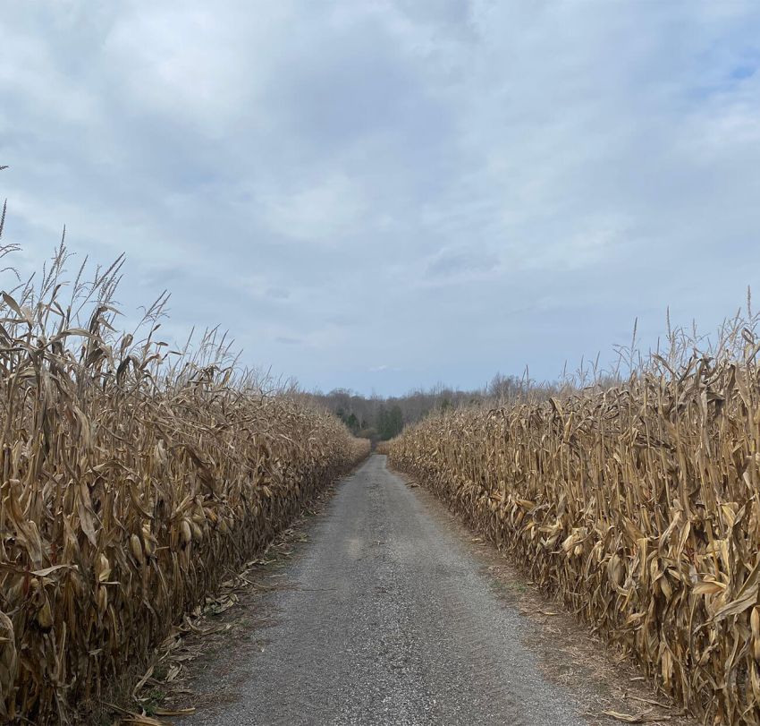 Harvex wheat field and dirt road